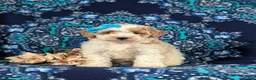 Bichpoo dogs for sale: Gillian - Ad 2