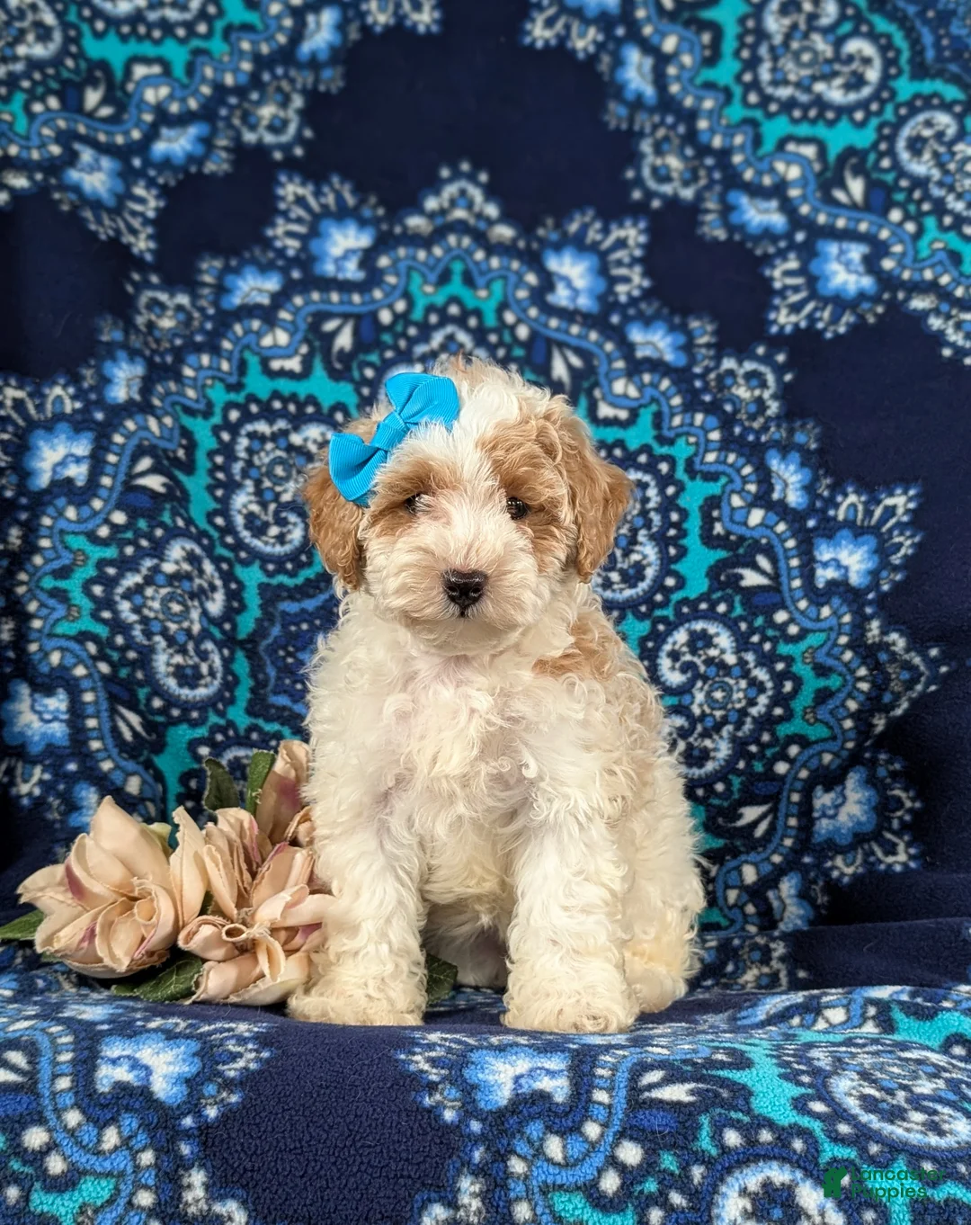 Bichpoo dogs for sale: Gillian - Ad 2
