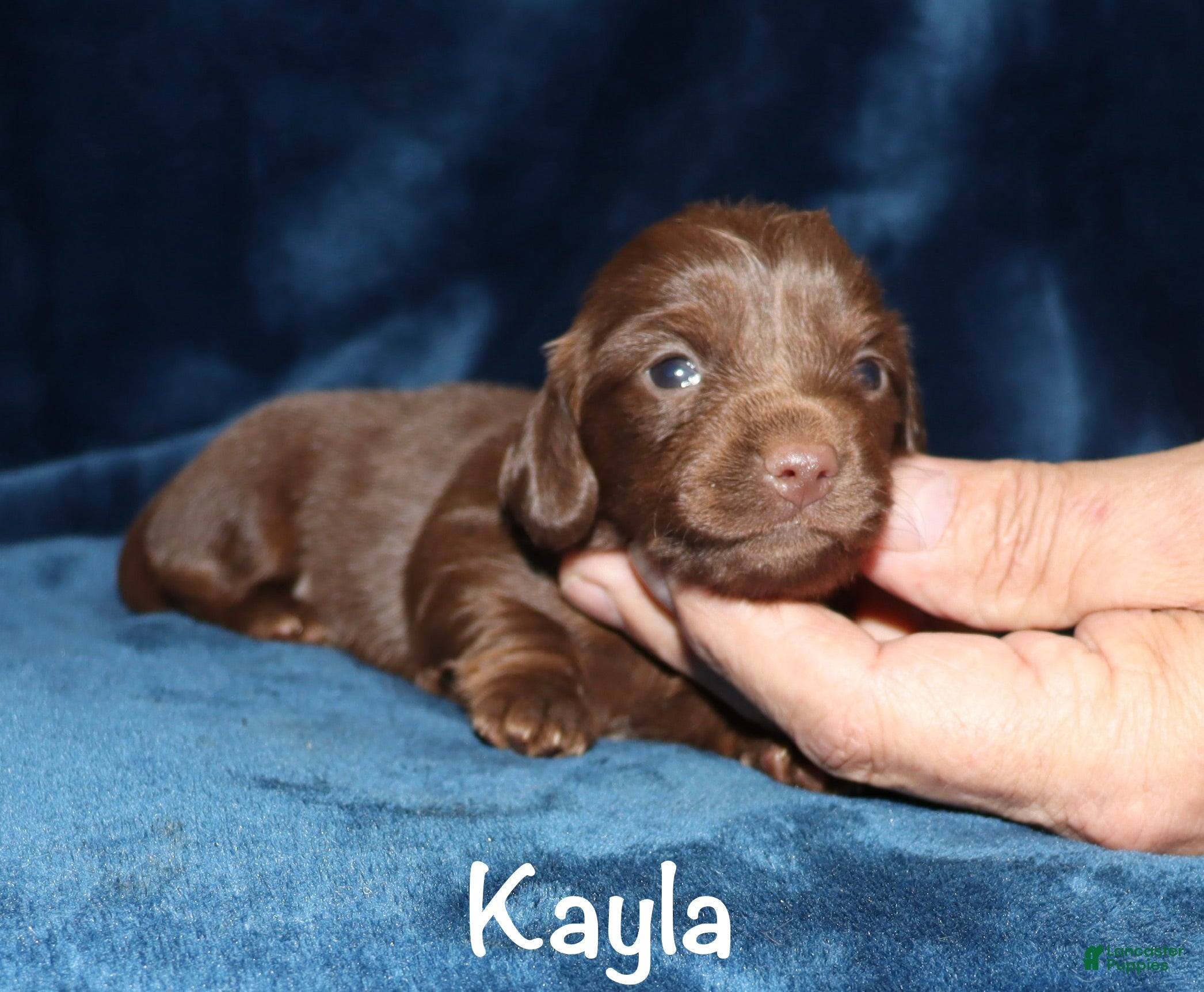 Miniature Dachshund dogs Kayla - Ad 35