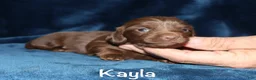 Miniature Dachshund dogs for sale: Kayla - Ad 1