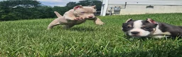 American Bully dogs for sale: ABKC Pocket Bully - Bongo  - Ad 8