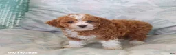 Toy Poodle dogs for sale: Ruby - Ad 3