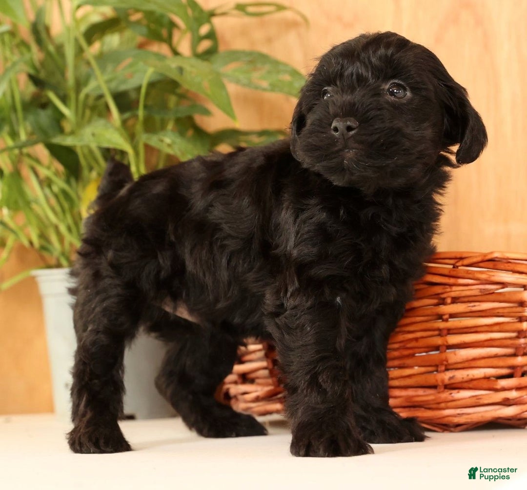 Yorkiepoo dogs for sale: Dex - Ad 6