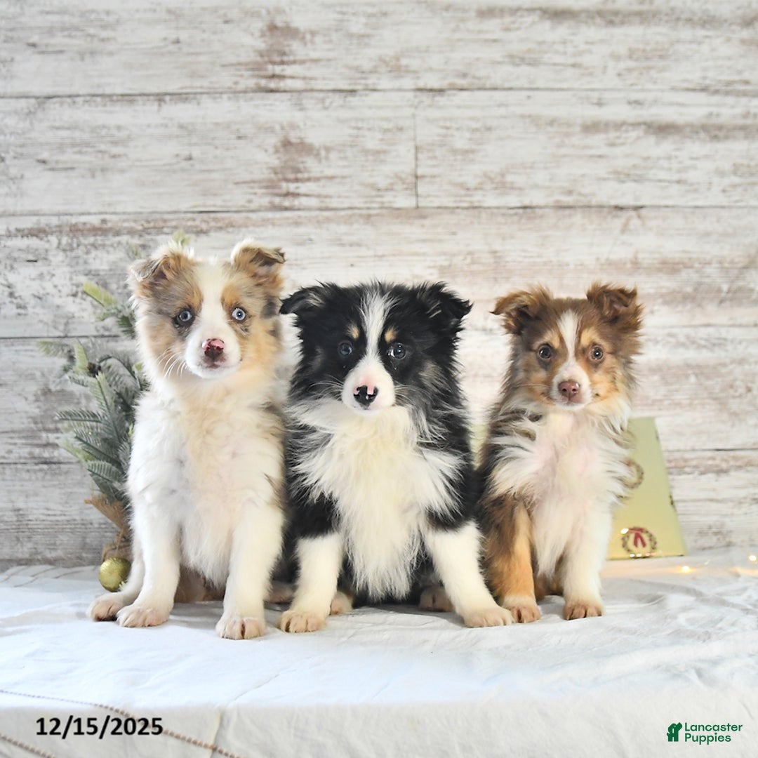 Miniature Australian Shepherd dogs for sale: Holly - Ad 5