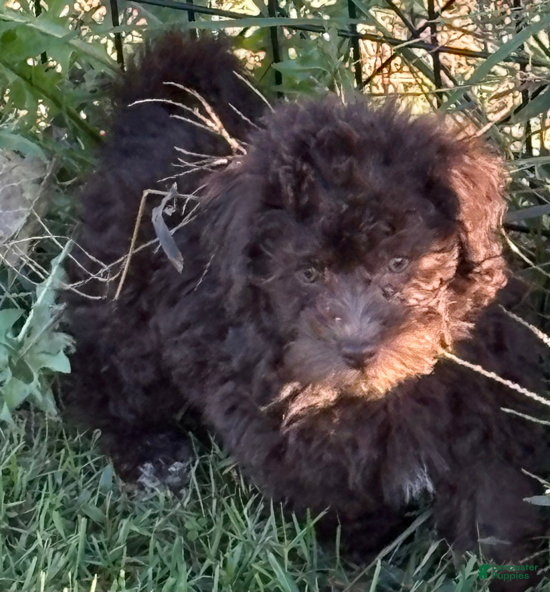 Miniature Labradoodle dogs Miniature Labradoodle Puppy 3 - Ad 15