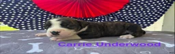 American Bulldog dogs for sale: Female #5/ Carrie Underwood - Ad 1