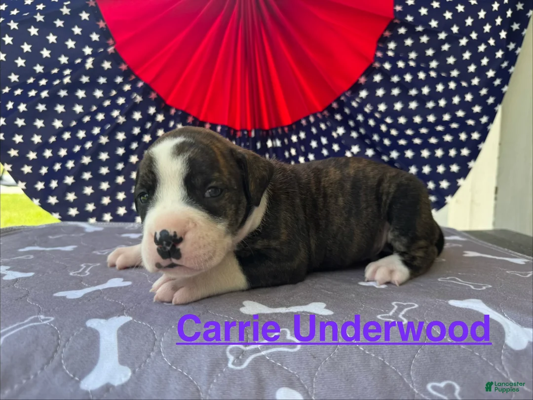 American Bulldog dogs for sale: Female #5/ Carrie Underwood - Ad 1
