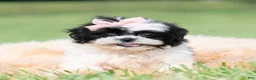 Shih Tzu dogs for sale: Lovey - Ad 3