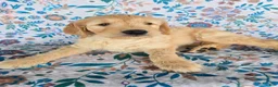 Goldendoodle dogs for sale: Green Boy - Ad 2