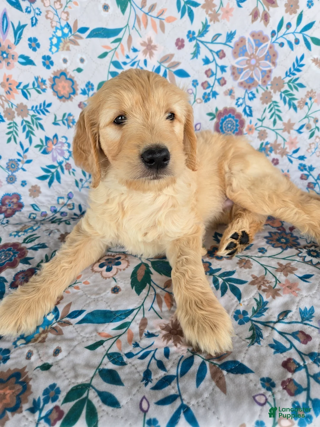 Goldendoodle dogs for sale: Green Boy - Ad 2