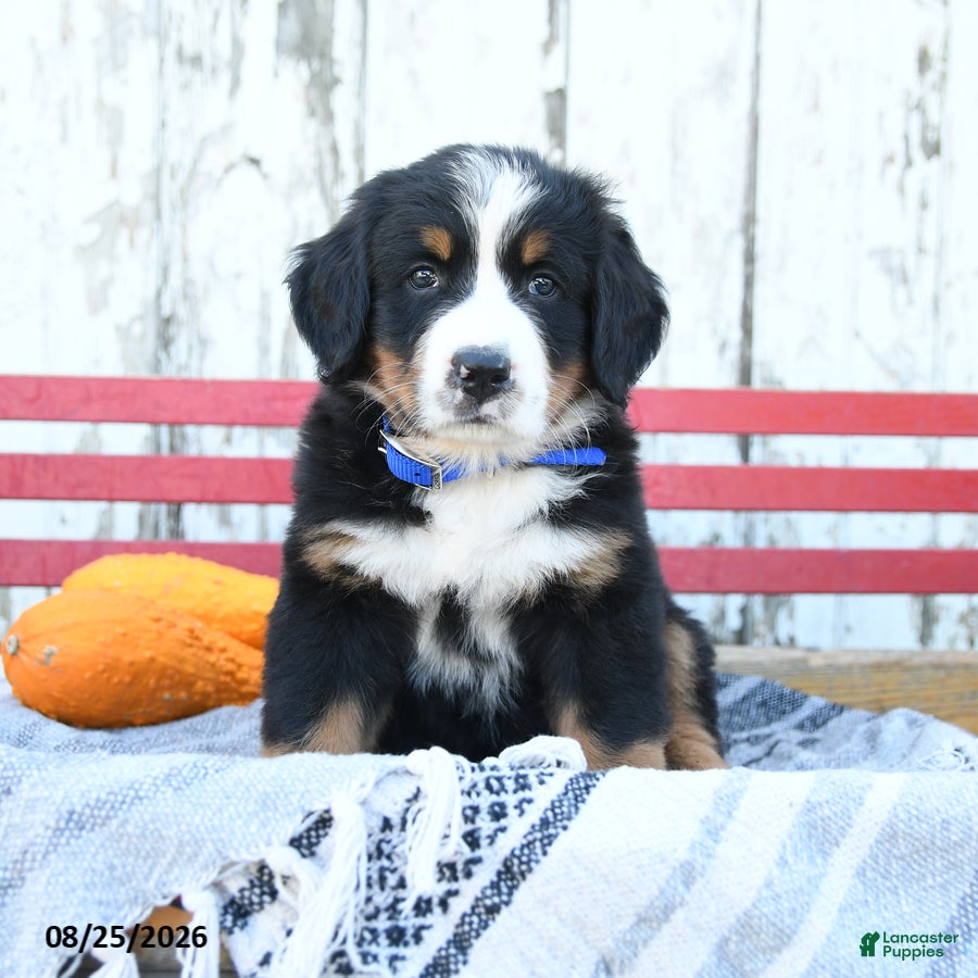 Bernese Mountain Dog dogs Blossom - Ad 1