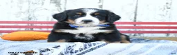 Bernese Mountain Dog dogs for sale: Blossom - Ad 1