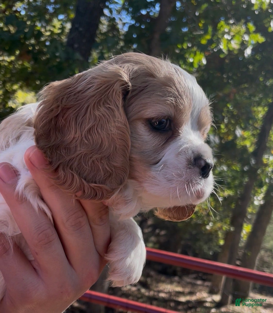 Mixed Breed dogs for sale: Maël - Ad 1