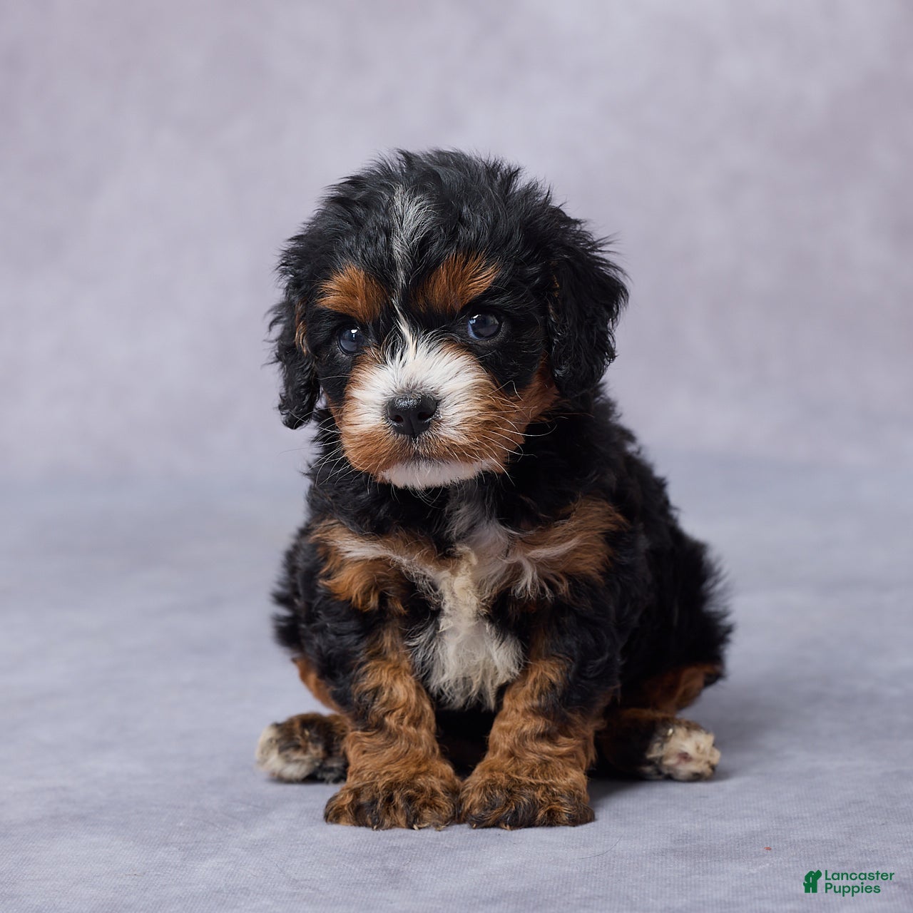Cavapoo dogs Bailey - Ad 2