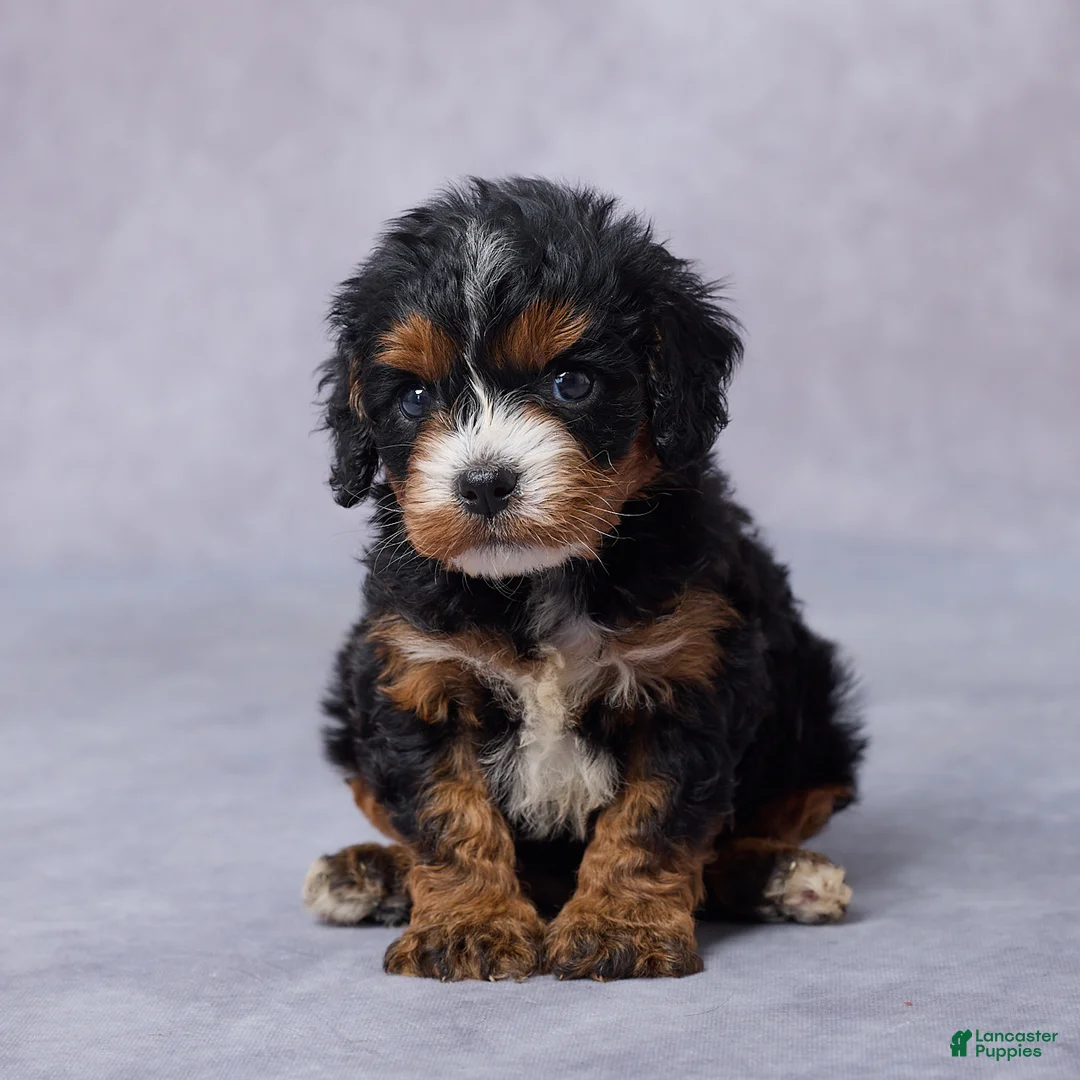 Cavapoo dogs for sale: Bailey - Ad 2