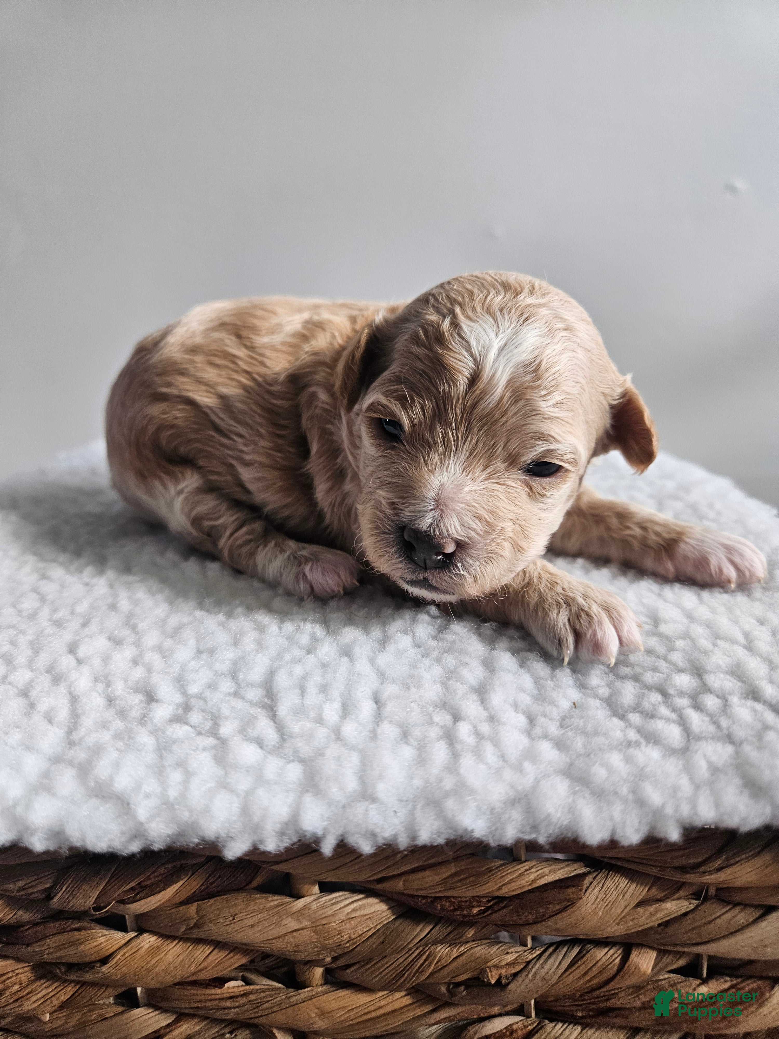 Bichpoo dogs Blondie - Ad 39