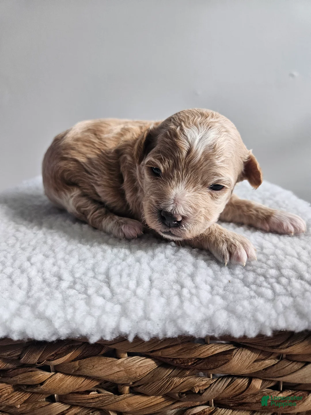 Bichpoo dogs for sale: Blondie - Ad 1