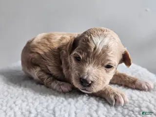 Bichpoo dogs Blondie - Ad 39