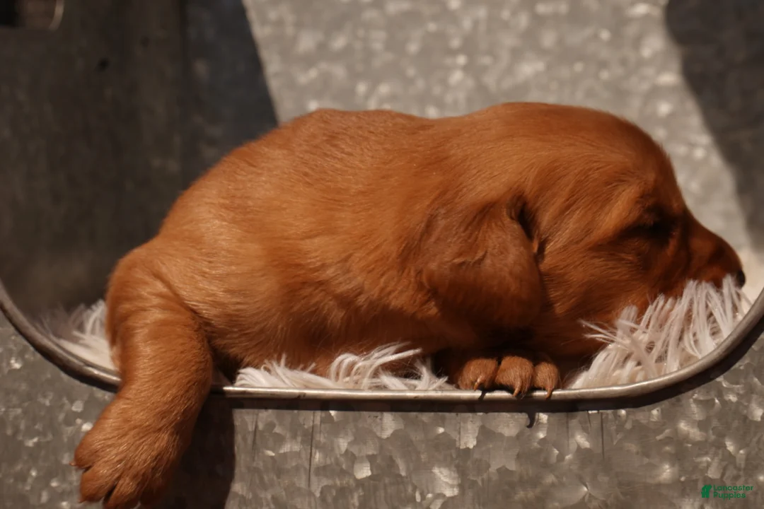 Golden Retriever dogs for sale: Daisy -AKC, Genetically Clear - Ad 111