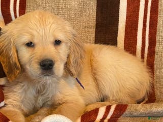 Golden Retriever dogs Purple Male -Penny - Ad 1