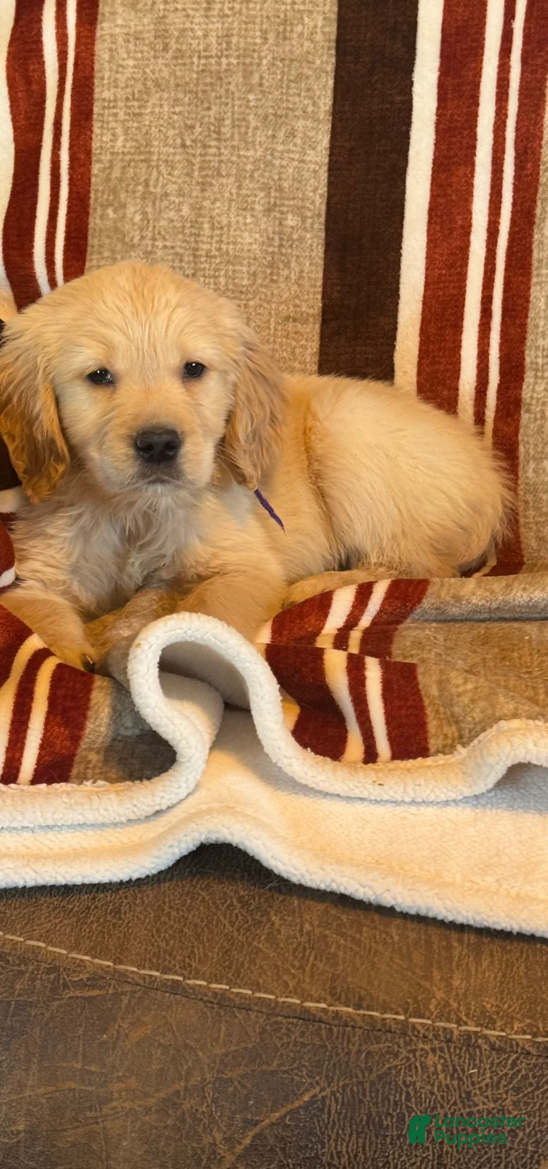 Golden Retriever dogs for sale: Purple Male -Penny  - Ad 1