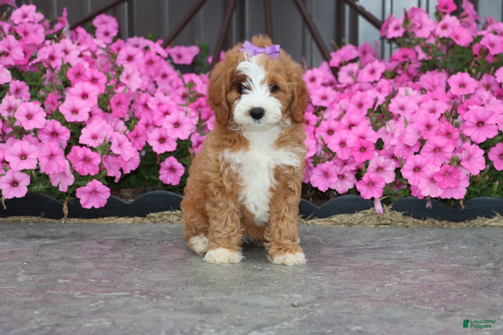 Mini Goldendoodle dogs for sale: Miss Fancy - Ad 1