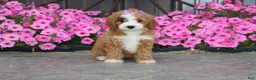 Mini Goldendoodle dogs for sale: Miss Fancy - Ad 1
