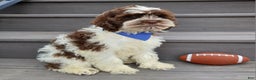 Cockapoo dogs for sale: Patches - Ad 5