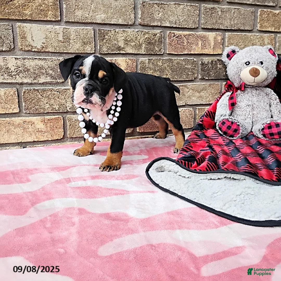 English Bulldog dogs for sale: Ramona - Ad 7