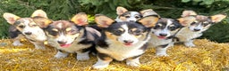 Welsh Corgi Pembroke dogs for sale: Bonnie Sue - Ad 21