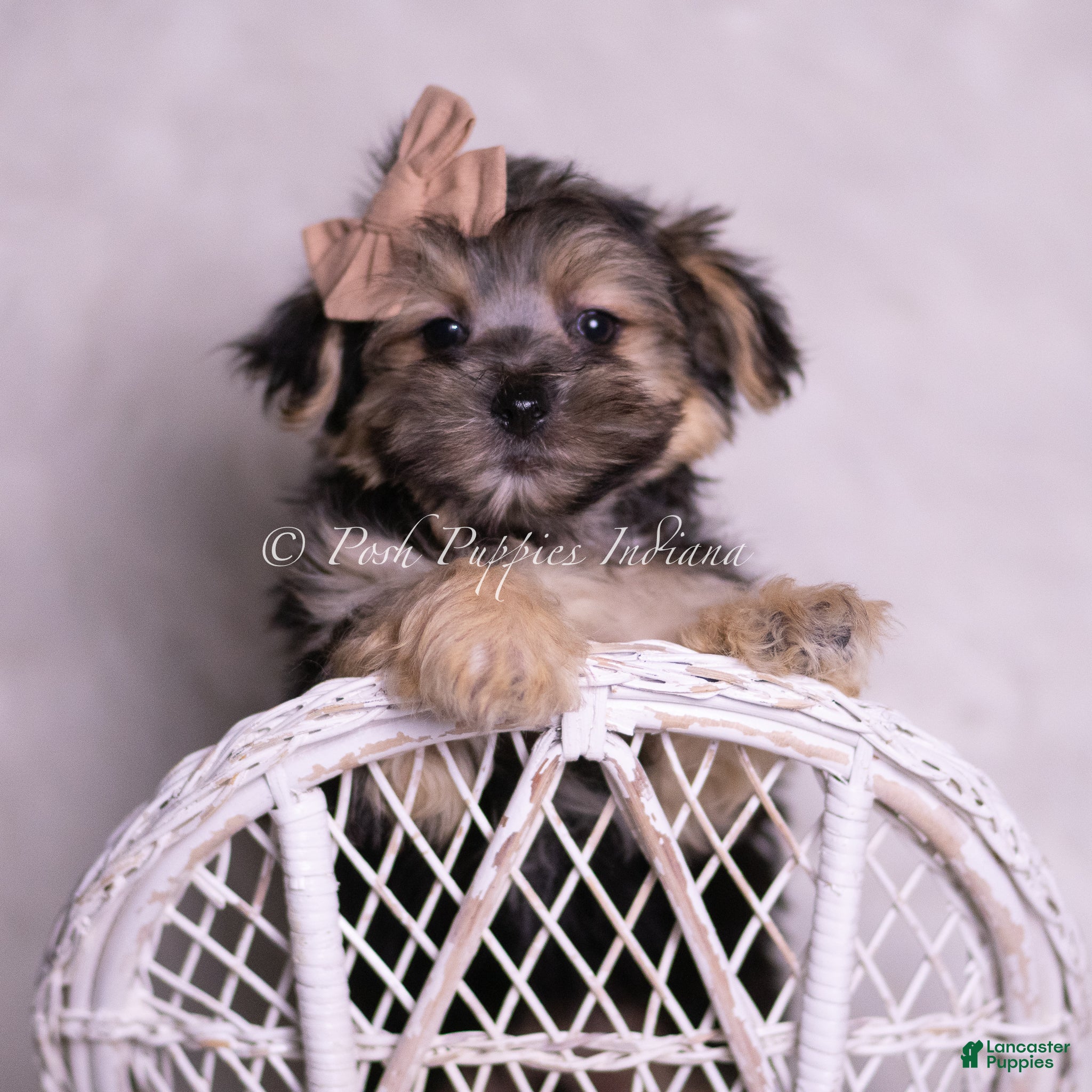 Morkie dogs Leige - Ad 42