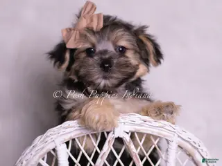 Morkie dogs Leige - Ad 42