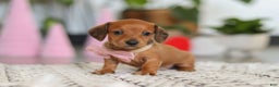 Dachshund dogs for sale: Willow - Ad 2