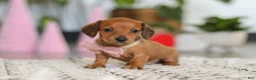 Dachshund dogs for sale: Jackson  - Ad 9