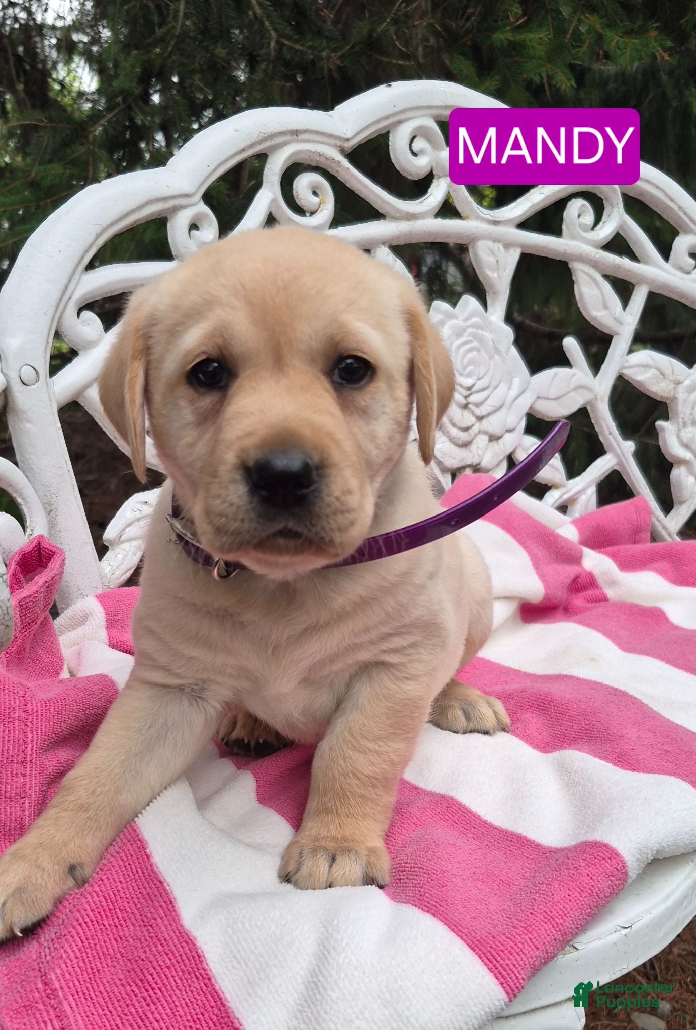 Labrador Retriever dogs Mandy  - Ad 2