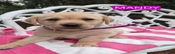Labrador Retriever dogs for sale: Mandy  - Ad 2