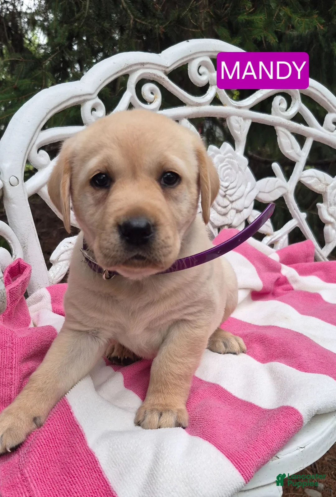 Labrador Retriever dogs for sale: Mandy  - Ad 2