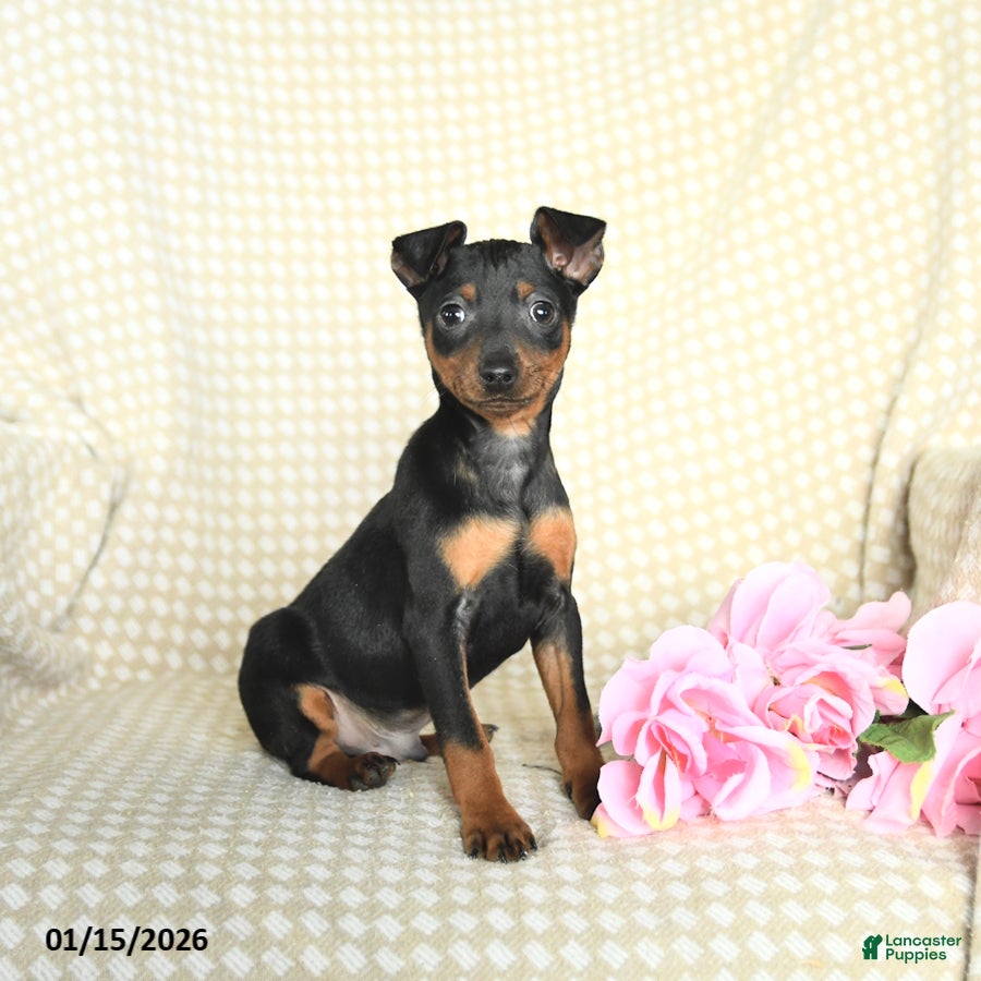 Miniature Pinscher dogs Benny - Ad 2