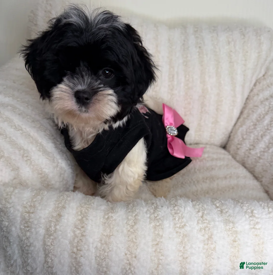 Teddy Bear dogs for sale: Boba - Ad 6