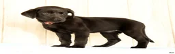 Labrador Retriever dogs for sale: Brooke - Ad 6