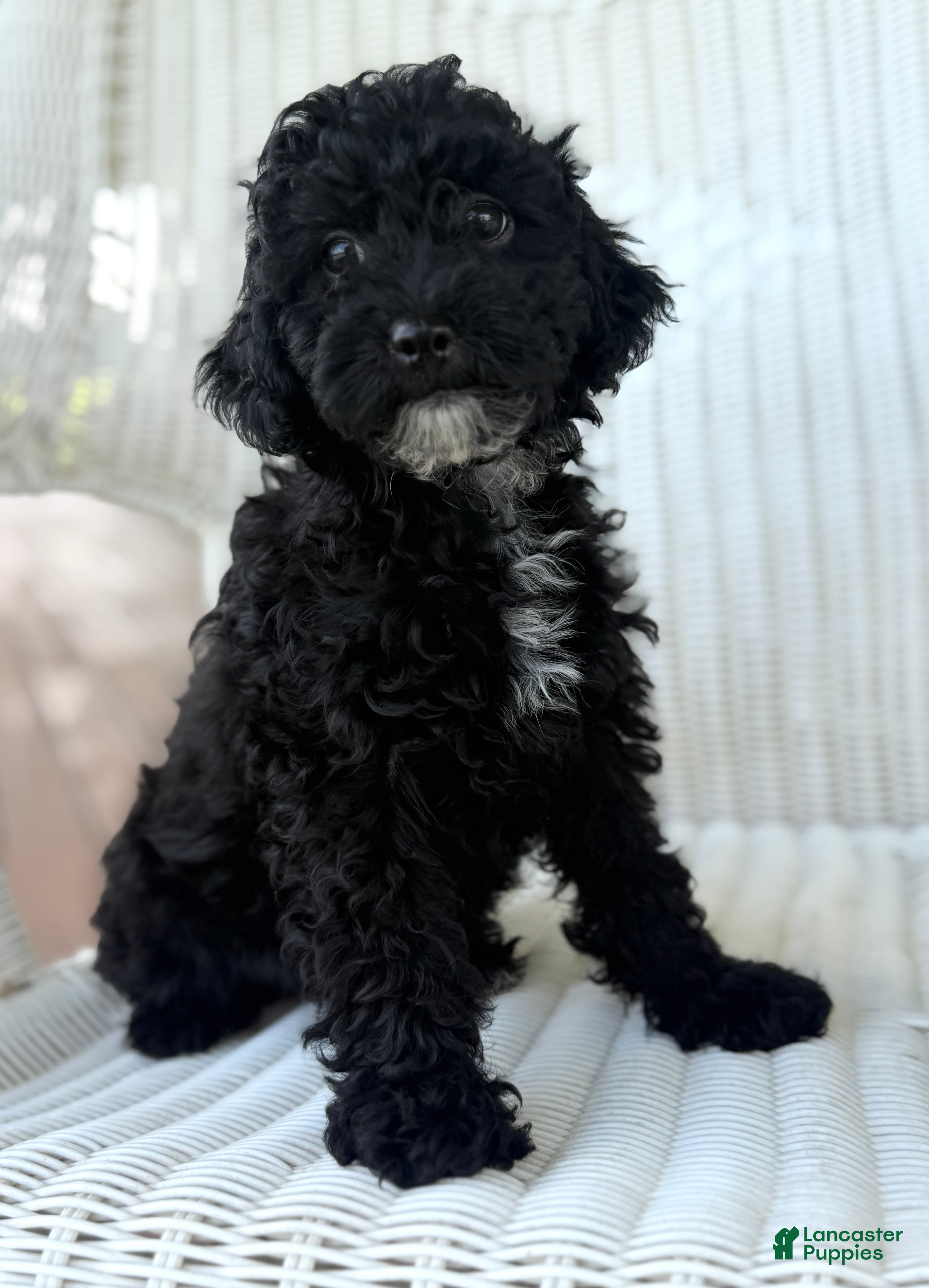 Maltipoo dogs Joey - Ad 1