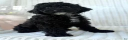 Maltipoo dogs for sale: Joey - Ad 1