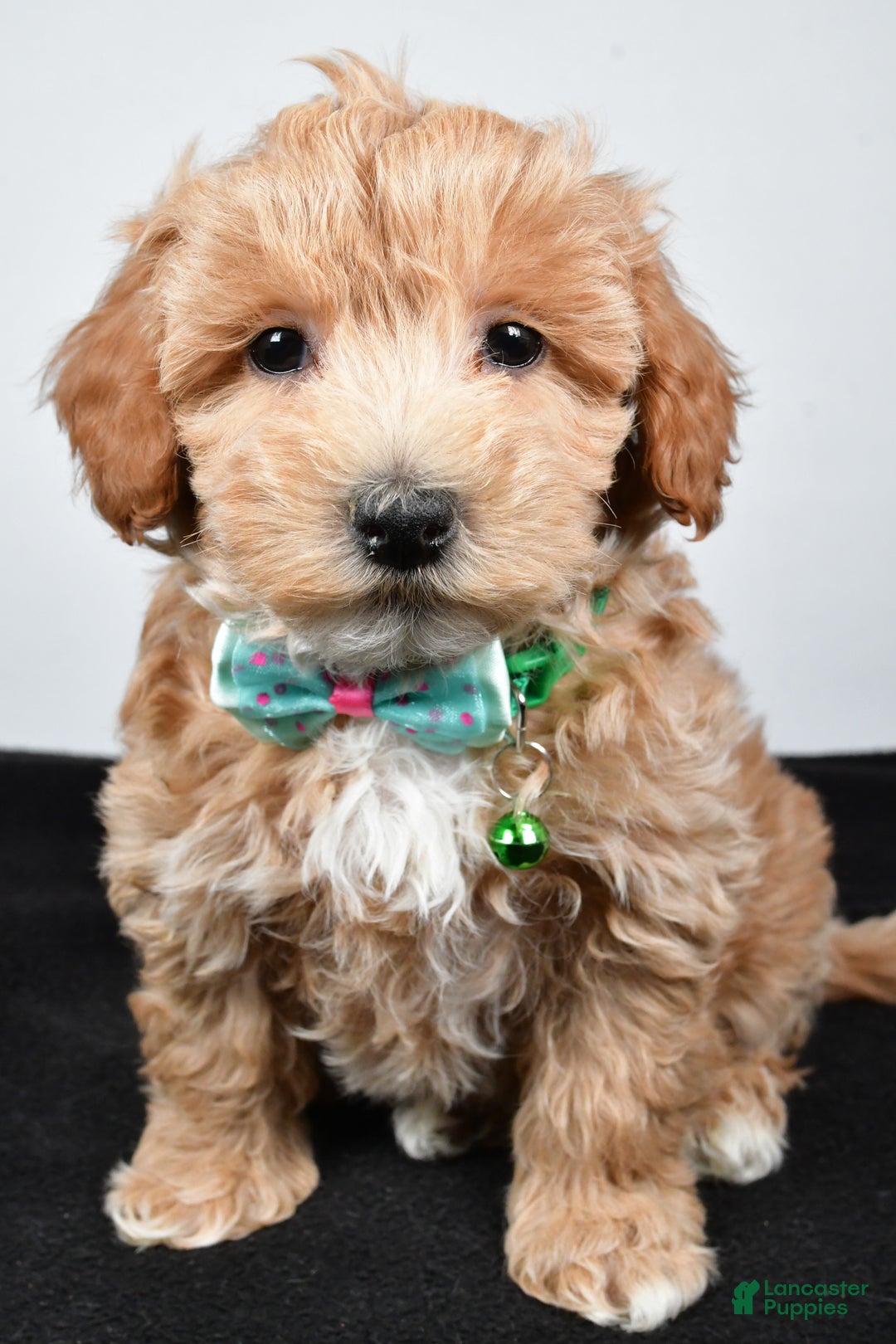 Maltipoo dogs for sale: Skipper - Ad 7