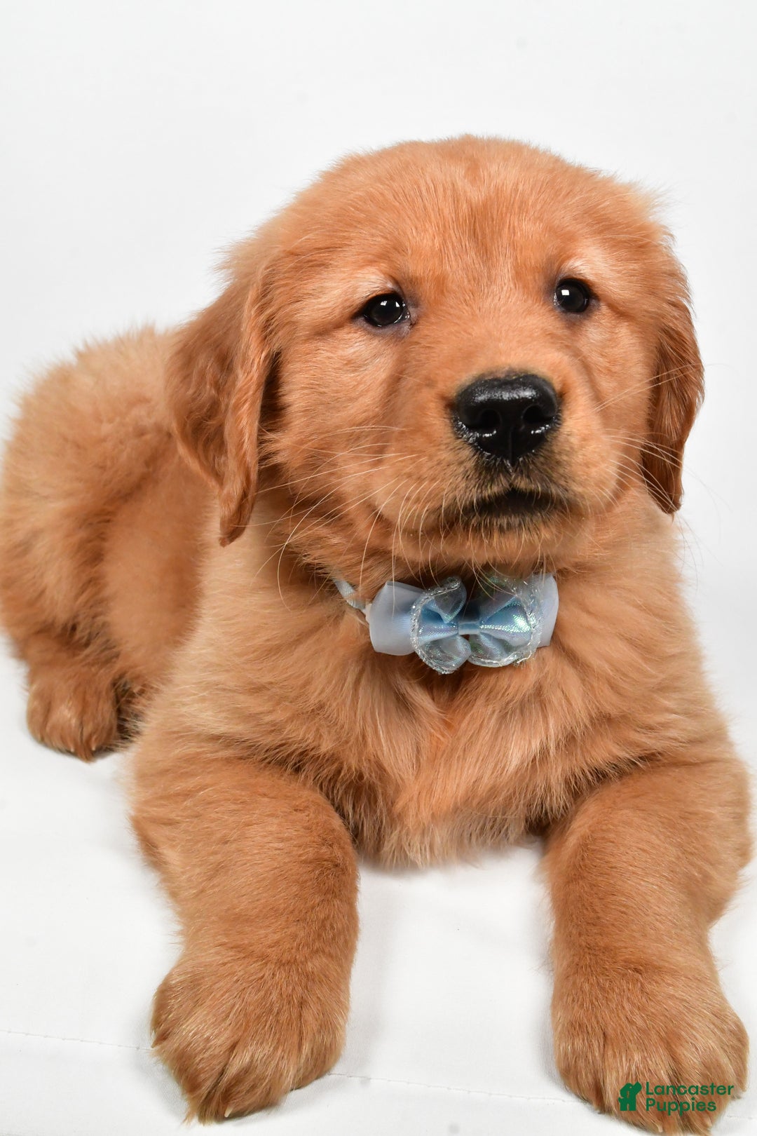 Golden Retriever dogs for sale: Max - Ad 9