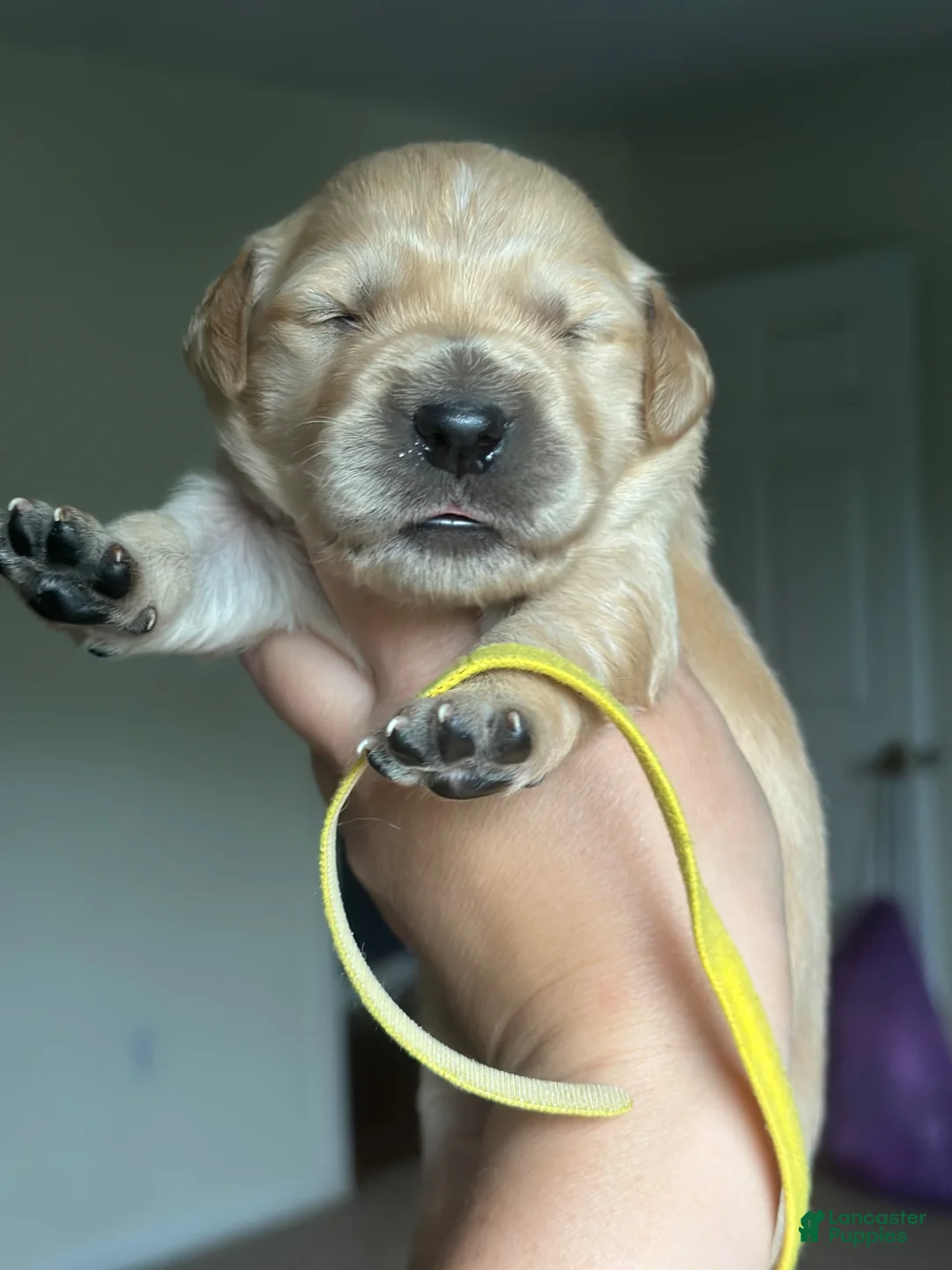 Golden Retriever dogs for sale: Penne - Ad 2