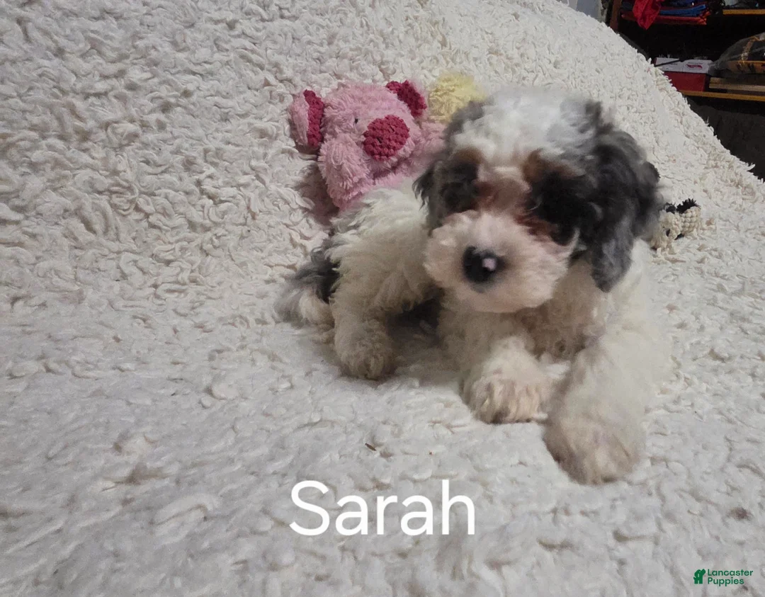 Cockapoo dogs for sale: Sarah - Ad 8