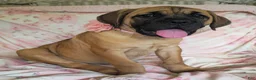 Cane Corso dogs for sale: Abby - Ad 14