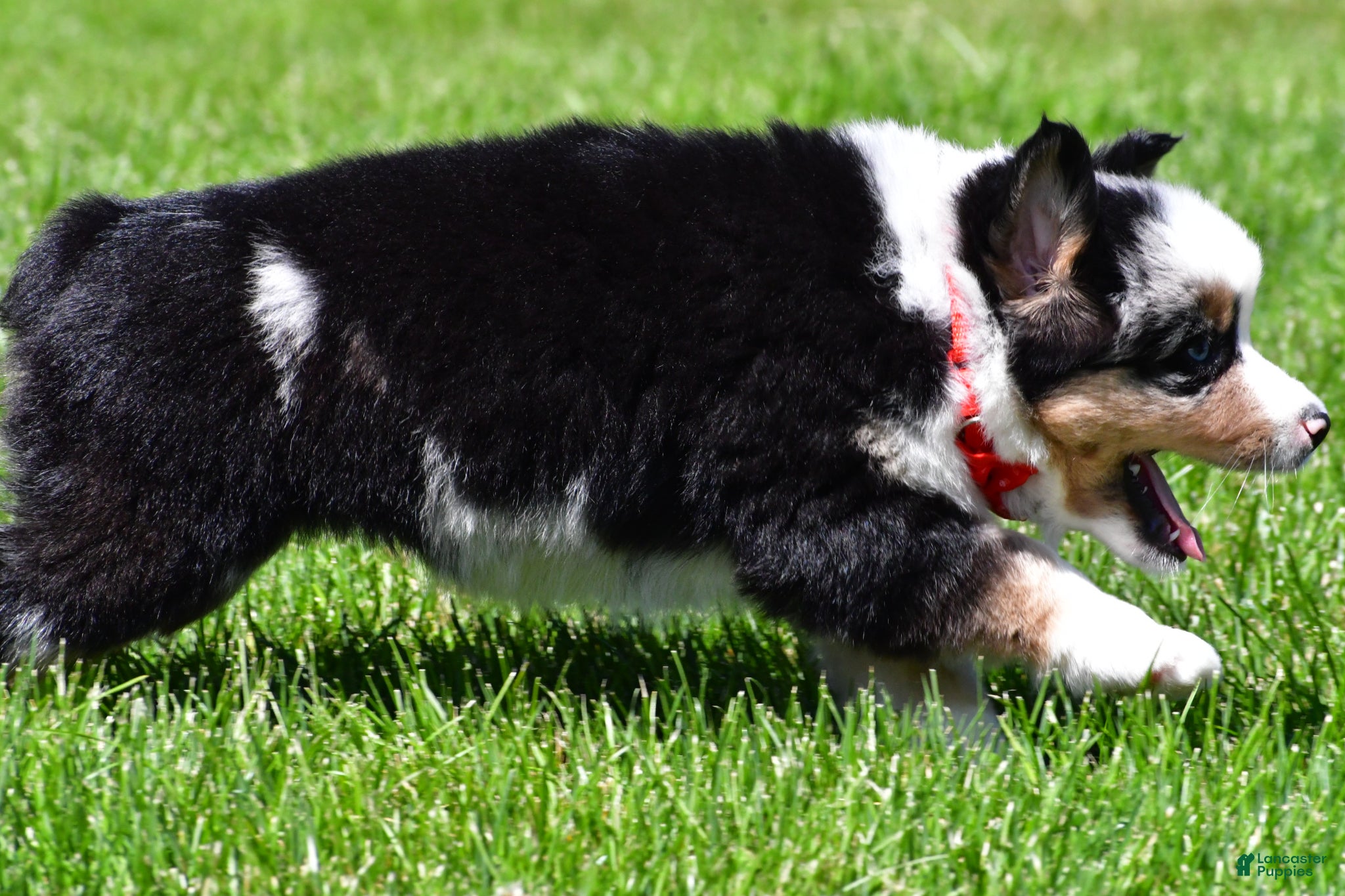 Miniature Australian Shepherd dogs for sale: Curtis - Ad 11