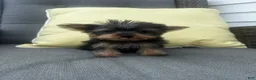Yorkshire Terrier dogs for sale: Jake - Ad 4