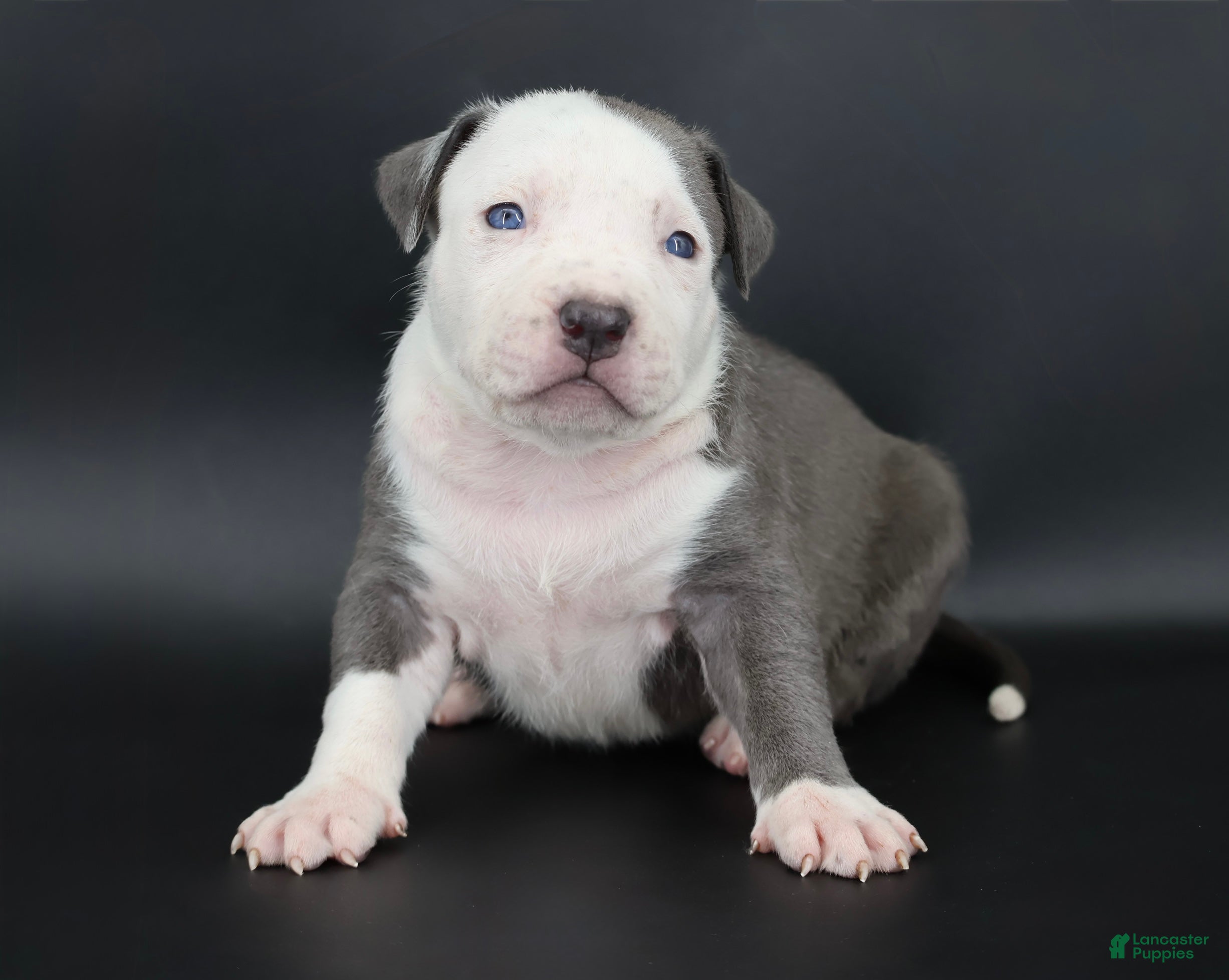 American Bully dogs Chancellor - Ad 1
